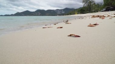 Chaweng Sahili 'nde beyaz kum, Koh Samui, Tayland. Covid 'in hiç turisti olmayınca denizi tamamen ekolojik olarak düzeltti.
