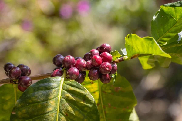 Arabská Kávová Zrna Zrající Stromě Severu Thajska — Stock fotografie