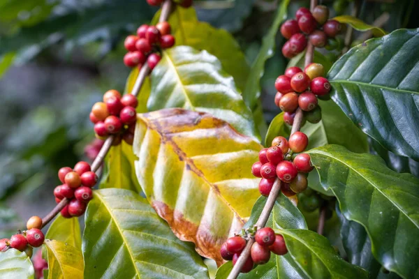 Arabicas Grains Café Mûrissant Sur Arbre Dans Nord Thaïlande — Photo