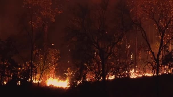 Forest Fire Disaster Burning Caused Human — Stock Video