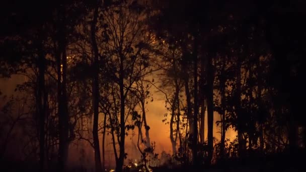 Forest Fire Disaster Burning Caused Human — Stock Video