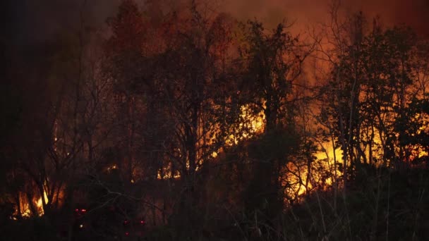 Waldbrandkatastrophe Wird Durch Menschen Verursacht — Stockvideo