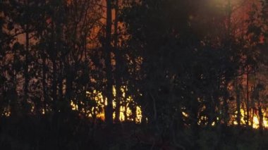 Orman yangınından gelen sisli dalgalar