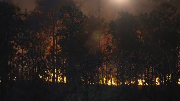 Incendie Forêt Est Provoqué Par Homme — Video