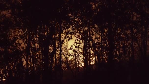 Fale Mgły Cieplnej Pożaru Lasu — Wideo stockowe