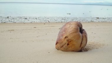 Lamai Sahili 'nde hindistan cevizi, Koh Samui, Tayland. Covid 'in hiç turisti olmayınca denizi tamamen ekolojik olarak düzeltti.