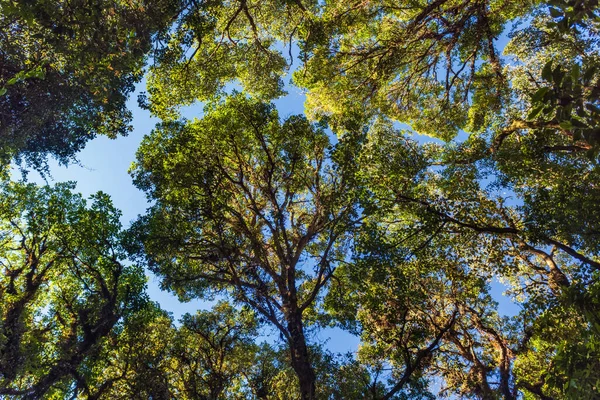 Hill Evergreen Forest Norte Tailândia — Fotografia de Stock