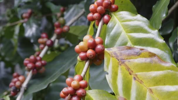 Arabica Koffiebonen Rijpen Boom Noord Thailand — Stockvideo