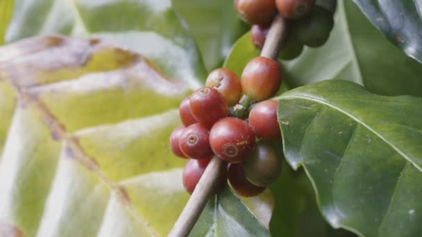 Arabicas Kaffeebohnen Reifen Auf Einem Baum Norden Thailands — Stockvideo