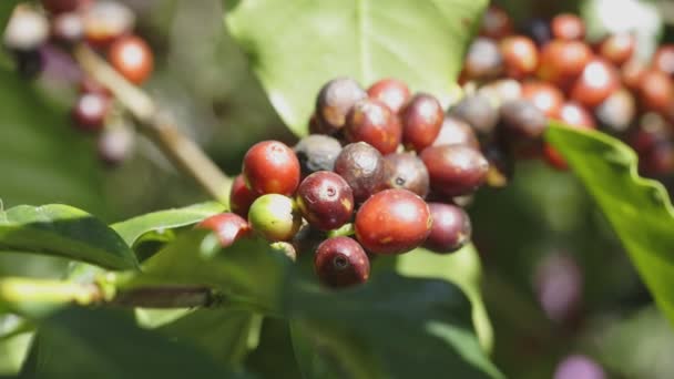 Chicchi Caffè Arabicas Maturazione Albero Nel Nord Della Thailandia — Video Stock