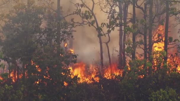 Waldbrandkatastrophe Wird Durch Menschen Verursacht — Stockvideo