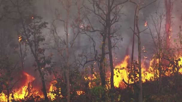 Desastre Los Incendios Forestales Causado Por Ser Humano — Vídeos de Stock