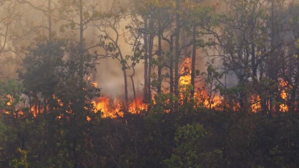 Katastrofa Lesních Požárů Způsobena Člověkem — Stock video