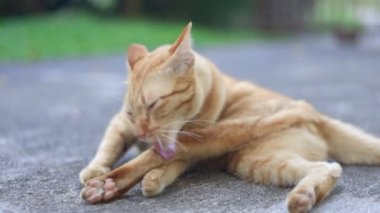 Gib kızıl kedi arka bahçede uzanıyor ve rahatlıyor.)