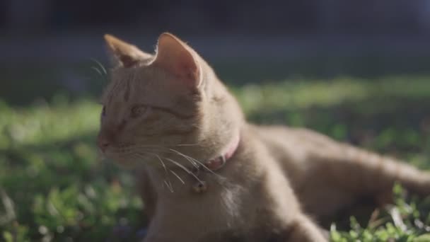 Gib Ingwer Katze Liegen Und Entspannen Hinterhof Kastrierte Männliche Katze — Stockvideo