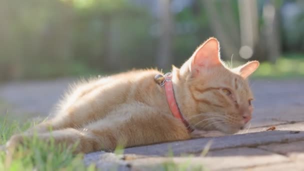 ジブジンジャー猫は横になり 裏庭でリラックスします — ストック動画