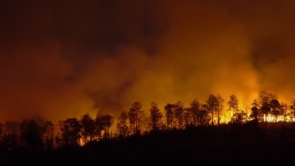 Forest Fire Disaster Burning Caused Human — Stock Video