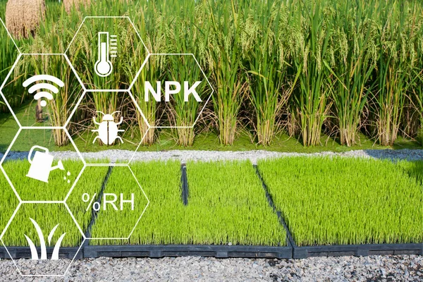 Farmář Používající Počítačové Řízení Pro Řízení Monitorování Detekci Pomocí Snímače — Stock fotografie