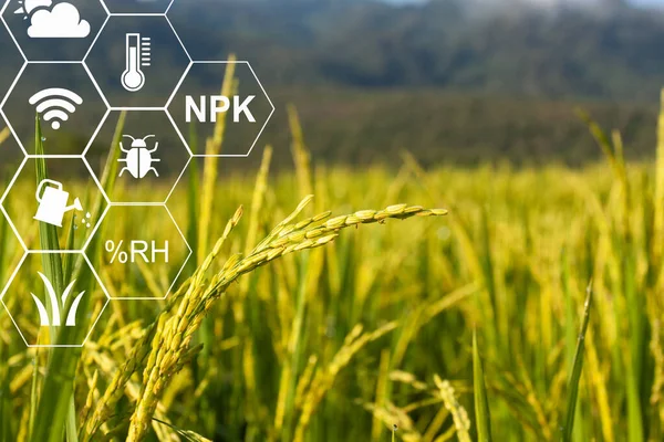 Farmer using computer control for management , monitoring and detect with the sensor in the rice field.