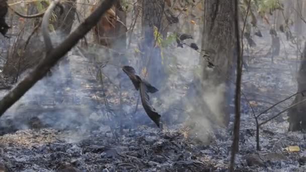 Bosque Después Incendio Árboles Gravemente Dañados Por Fuego — Vídeos de Stock