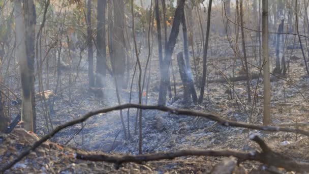 Wald Nach Einem Brand Bäume Die Durch Feuer Schwer Beschädigt — Stockvideo