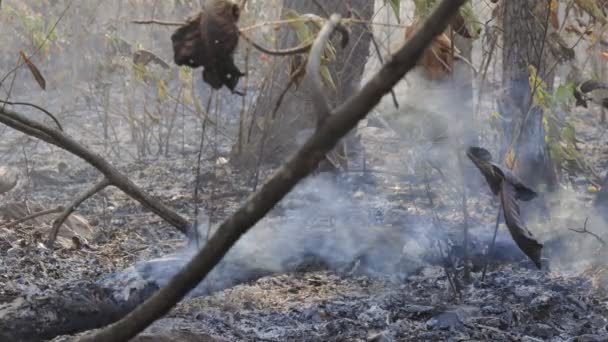 Bosque Después Incendio Árboles Gravemente Dañados Por Fuego — Vídeos de Stock