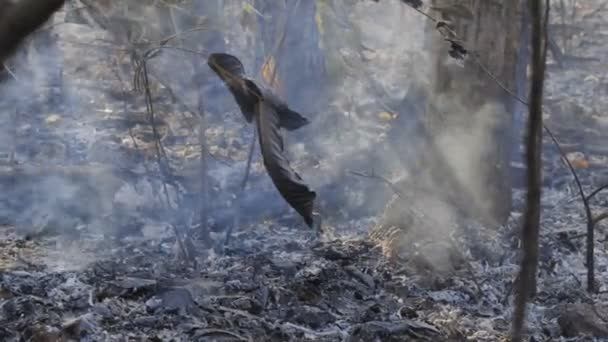 Skog Efter Brand Träd Som Allvarligt Brandskadade — Stockvideo