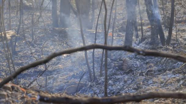 Wald Nach Einem Brand Bäume Die Durch Feuer Schwer Beschädigt — Stockvideo