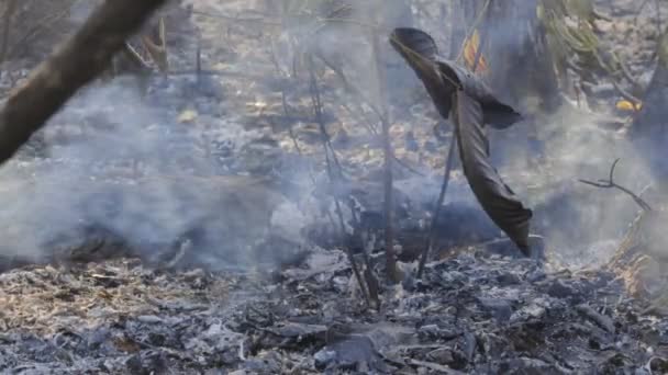 Лес После Пожара Деревья Сильно Пострадавшие Пожара — стоковое видео