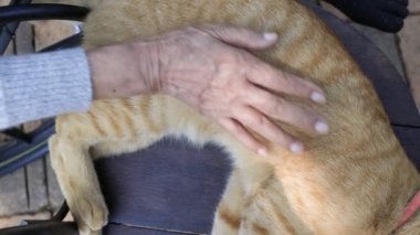 Yaşlı kadın elleriyle okşuyor rahat kediyi
