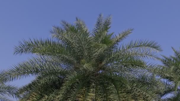 澄んだ空とナツメヤシの木のプランテーション — ストック動画