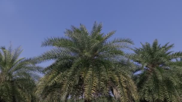 Дата Плантації Пальмових Дерев Чистим Небом — стокове відео