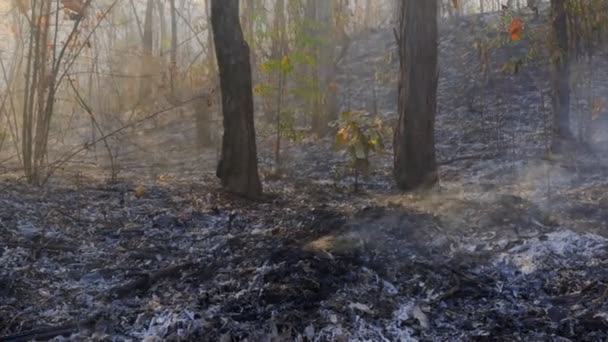 Bosque Después Incendio Árboles Gravemente Dañados Por Fuego — Vídeos de Stock