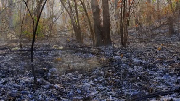 Forest Fire Trees Severely Damaged Fire — Stock Video