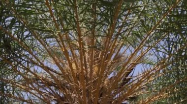 Tomurcukları nazik, yumuşak hurma ağaçları yetiştirdik..