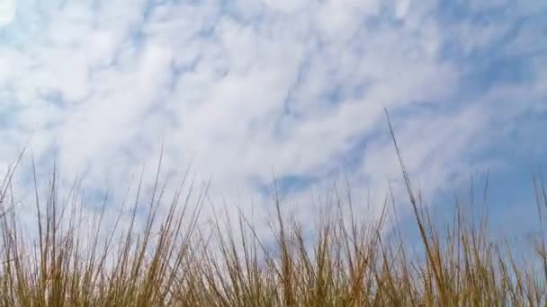 Timelapse Altocumulus Cloud Running Dry Grasses — Stock video