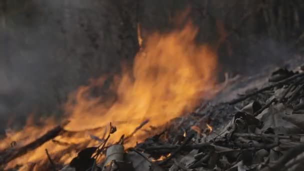 Disastro Degli Incendi Boschivi Causato Dall Uomo — Video Stock