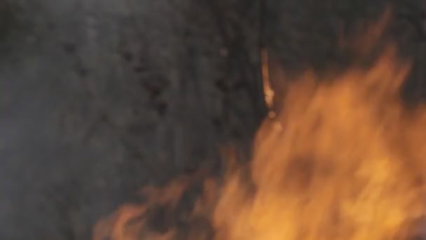 Disastro Degli Incendi Boschivi Causato Dall Uomo — Video Stock