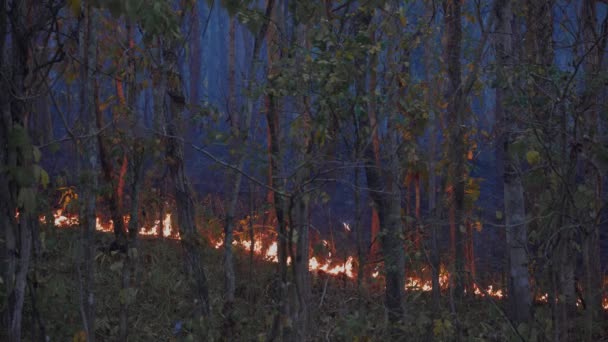 Skogsbrandskatastrofen Orsakas Människan — Stockvideo