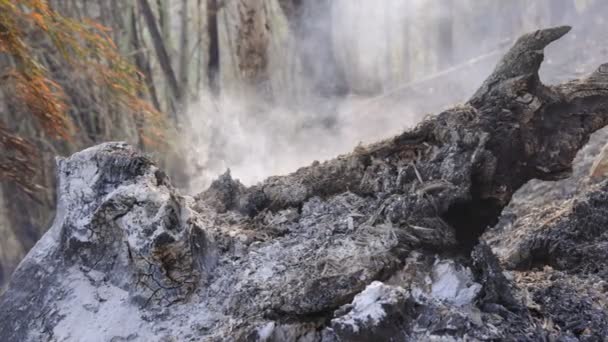 Bosque Después Incendio Árboles Gravemente Dañados Por Fuego — Vídeos de Stock
