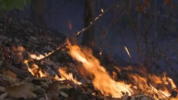 Waldbrandkatastrophe Wird Durch Menschen Verursacht — Stockvideo