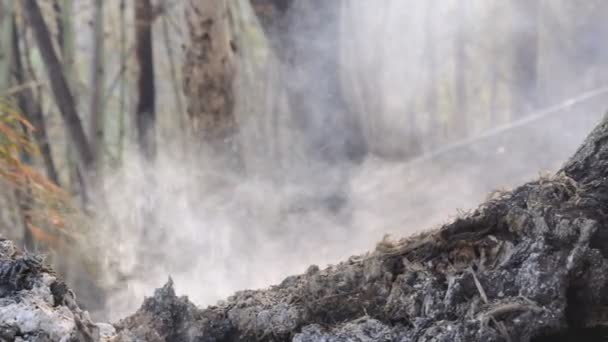 Bosque Después Incendio Árboles Gravemente Dañados Por Fuego — Vídeos de Stock