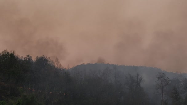 Incendie Forêt Est Provoqué Par Homme — Video