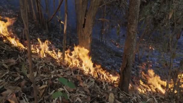 Desastre Los Incendios Forestales Causado Por Ser Humano — Vídeos de Stock