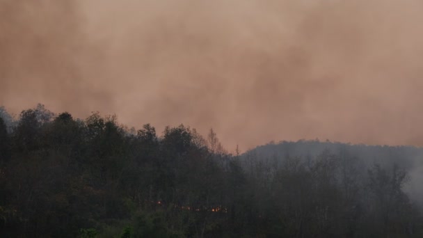 Desastre Los Incendios Forestales Causado Por Ser Humano — Vídeos de Stock