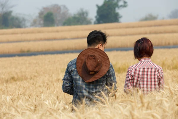 Agronomist and farmer checking data in a wheat field with a tablet and examnination crop.