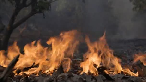 Katastrofa Lesních Požárů Způsobena Člověkem — Stock video