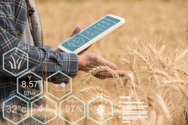 Bir buğday tarlasında verileri kontrol eden çiftçi bir tablet ve test mahsulü ile.