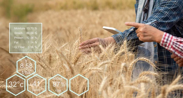 Farmář Kontroluje Údaje Pšeničném Poli Tabletou Vyšetřovací Plodinou — Stock fotografie