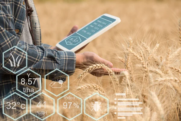 Landwirt Überprüft Daten Auf Einem Weizenfeld Mit Tablet Und Untersuchungsernte — Stockfoto